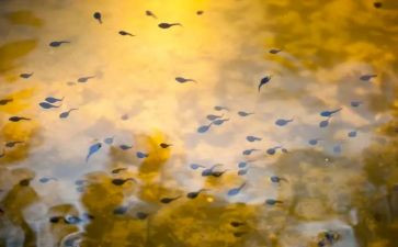 蝌蚪画教案参考8篇