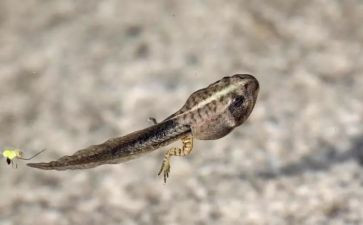 蝌蚪画教案模板6篇