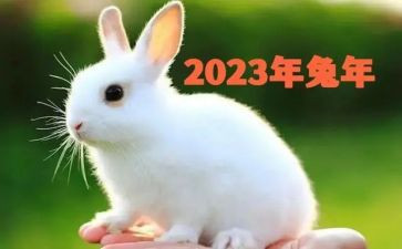 2023年暑假小学语文培训心得体会6篇