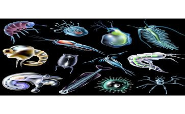 生物大实验实验心得体会通用8篇