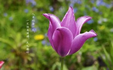 八月十五活动方案7篇
