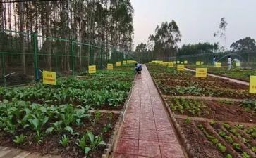 幼儿园小班青菜教案6篇