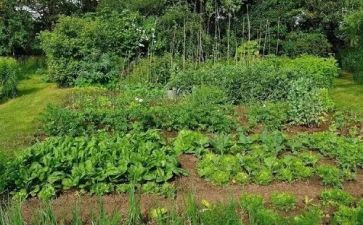 蔬菜市场调研报告6篇