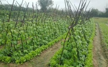 种蔬菜教案推荐7篇