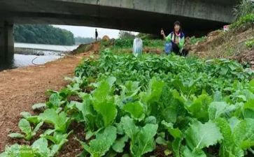 幼儿园中班关于蔬菜的教案7篇
