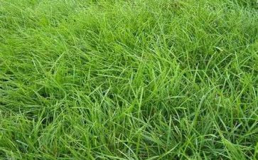 草原犬的读后感6篇