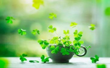 《人间草木》的读后感5篇