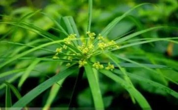 草船借箭教案教案优质8篇