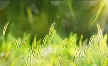 草的精神作文800字通用6篇