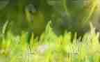 草的精神作文800字通用6篇