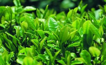 藏茶调研报告范文7篇