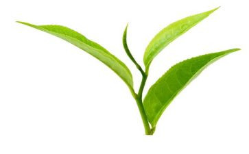 中班茶语言活动教案最新6篇