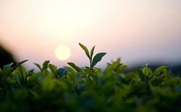 去采茶的作文5篇