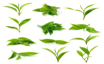 黑茶活动方案精选5篇