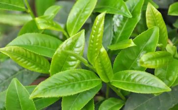 上茶艺课心得体会6篇