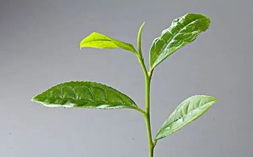 茶活动方案策划8篇