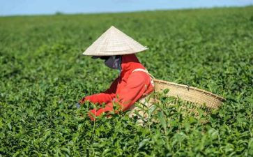 茶壶的教案7篇