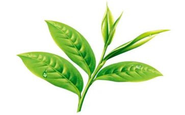 下午茶活动方案6篇