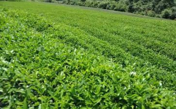 黑茶活动方案模板8篇