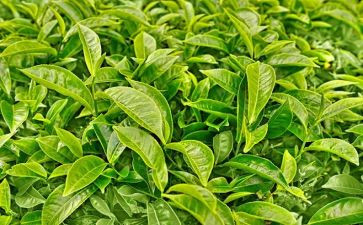 茶的故事教案通用5篇