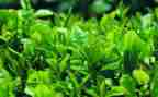 藏茶调研报告范文7篇