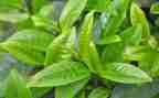 藏茶调研报告范文精选7篇