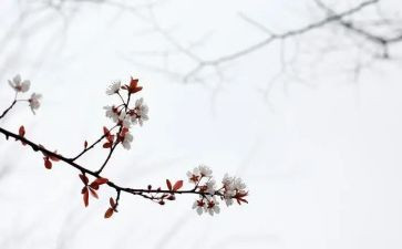 小学语文匆匆教案5篇