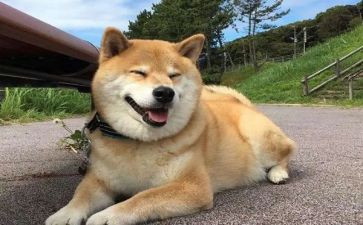 介绍狗作文500字优秀7篇