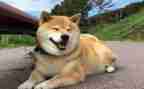 介绍狗作文500字优秀7篇