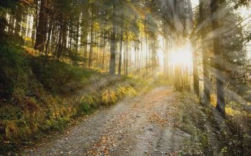 秋天的光作文模板7篇