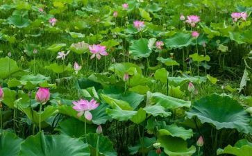 朱自清的荷塘月色读后感5篇