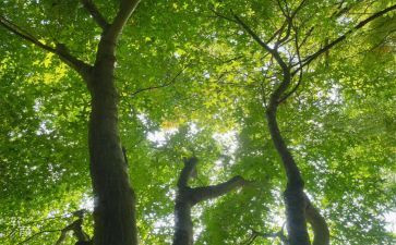 朱自清的荷塘月色读后感通用8篇