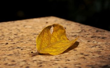 最怀念的作文推荐6篇