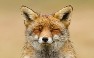 狡猾的狐狸的作文8篇