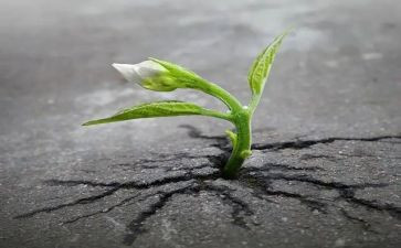 勇敢坚强类作文6篇