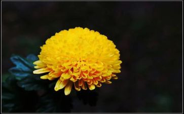 菊花吟教案7篇