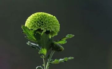 关于菊花赞的作文最新8篇