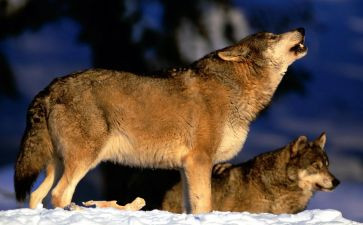 狼来了演讲稿300字优秀5篇