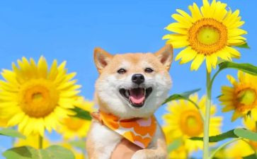 我的乐园写乡村的作文7篇