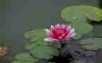 莲花作文600字作文7篇