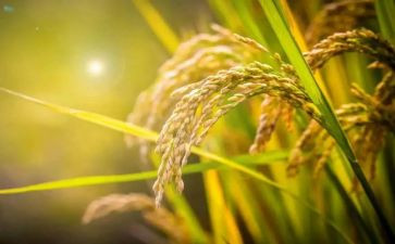 节约粮食的讲话稿5篇