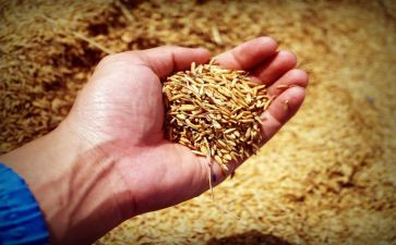 粮食企业工作总结范文8篇