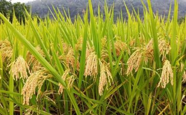 关于粮食生产的调研报告范文8篇