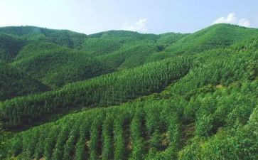 林场的工作总结参考8篇
