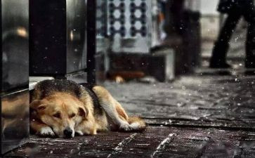 保护流浪猫的演讲稿5篇