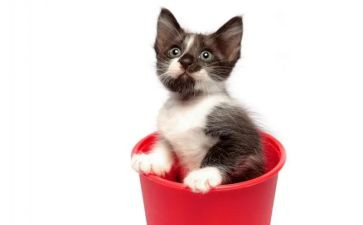 猫姑娘读书心得体会5篇