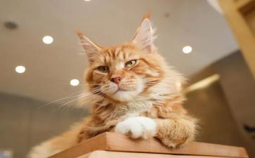 猫与老鼠教案参考8篇