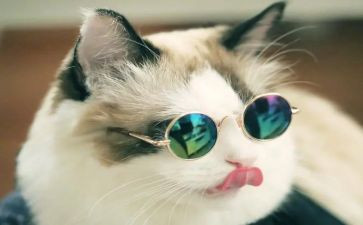 猫抓老鼠作文7篇