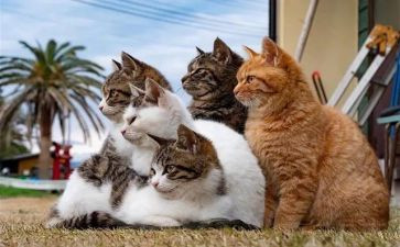 《熊猫》作文优质6篇