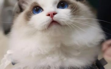 小猫的作文500字5篇